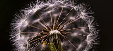 Zaadbol van een paardenbloem