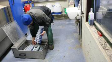 Koesensor project in actie