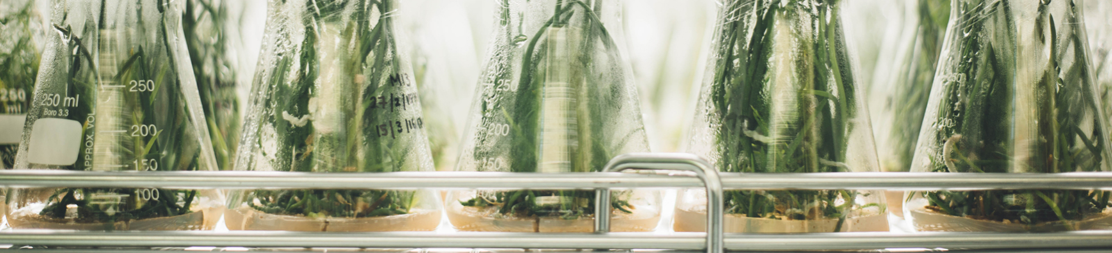 Plantjes in labo - foto van chuttersnap op unsplash